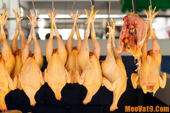 Mẹo phân biệt thịt gà ta và gà Trung Quốc: Cách phân biệt thịt gà trung quốc và thịt gà Việt Nam