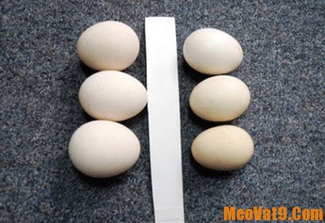 Nhận biết trứng gà bị tẩy trắng bằng cách cầm trứng lên: Làm sao để biết trứng gà công nghiệp tẩy trắng và trứng gà ta