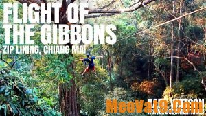 Trải nghiệm đu dây Flight of the Gibbon Chiang Mai